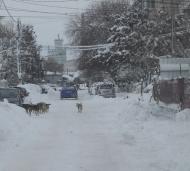 Cainii vagabonzi din Focsani terorizeaza cetatenii orasului, plimbandu-se in haite numeroase si periculoase pe strazile municipiului ...